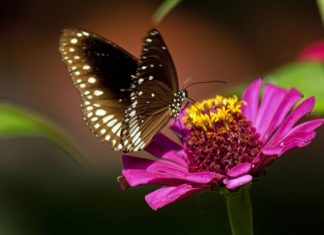 Fiori che stanno bene nell’orto 1152 0 I fiori che stanno bene nellorto